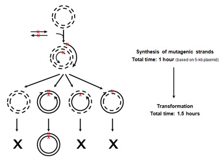 TagMaster Protocol Flow Chart