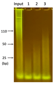 Figure 4 PAGE Gel Results